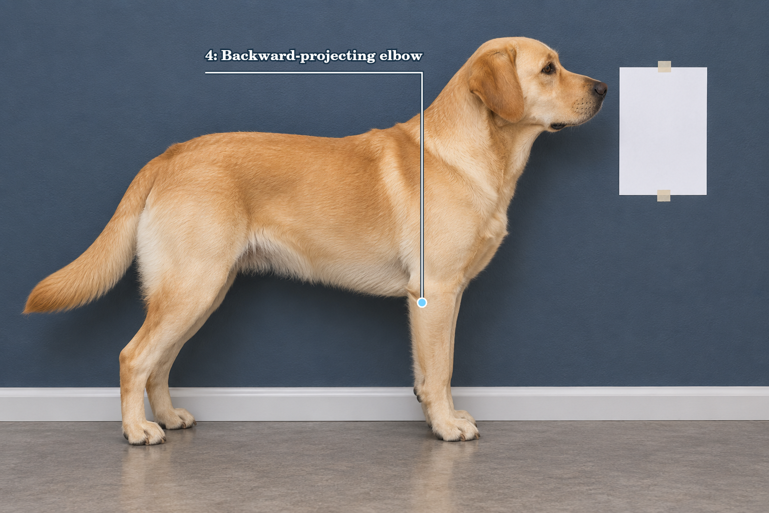 Dog measurement reference with point 4 at the backward-projecting elbow