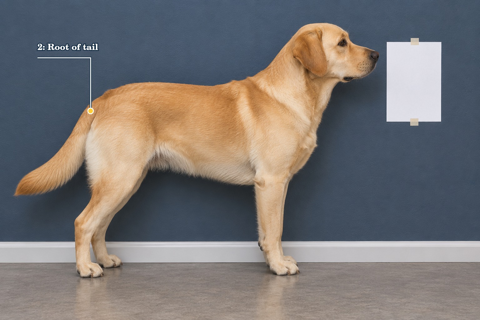 Reference dog with point 2 marked where the tail joins the body