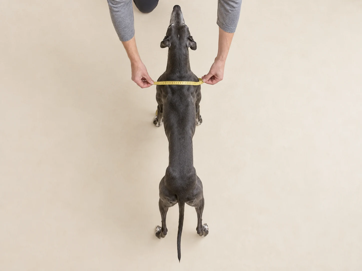 Top-down view of a slim Greyhound measured straight across the projecting shoulder and upper forelimb area, not around its body